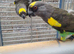 Stunning pair meyers parrot