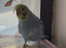 Cute Hand Tame Budgies and Cages