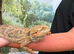 Female bearded dragon