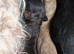 Cavapoo x maltipoo puppies