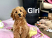 Rolo stunning litter of 2 puppies ready now