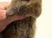 3 mini lops  ready to go