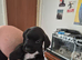 2 Terrier x Cocker Spaniel puppies.