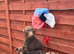 Patterdale terrier puppies males