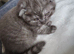 Chinchilla Scottish fold kittens