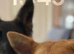 Full German shepherd puppies
