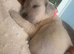 9 beautiful golden retriever puppies