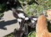 Domestic shorthair kittens ready now
