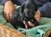 Health Tested Cockapoo
