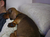 12 week old daschund puppy female
