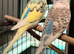 Young Indoor-Raised Budgies perfect pets Cheshire