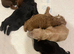 Gorgeous Shih poo puppies