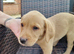 Fox red labrador