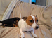 Jack Russell cross puppies