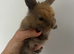 Beautiful pure mini lop and mini rex X mini lop babies