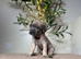 Health tested cane corso puppies from champion pedigree