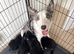 Last 2 bordernese Puppy REDUCED