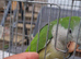 Blue and green quaker parrot