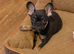 French bull dog puppy 9 weeks