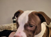 American bulldog cross