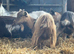 2 Pygmy Females possibly in kid