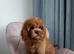 Adorable Cavapoo puppies