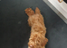 Nearly 2 yearold cockapoo