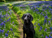 Stud Labrador