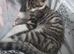 BENGAL