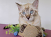 Bengal Snow White Male Kitten.
