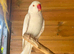 Albino ringneck up for swap