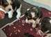 Biewer Yorkshire Terrier puppies for sale