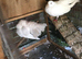 Fantail doves