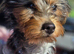 Yorkshire Terrier pups ready 24th June