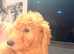 READY NOW……Gorgeous Mini Goldendoodles