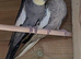 Breeding Pair Of Cockatiels