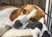 Bundles of Beagle Joy Looking for Forever Homes