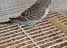 Blackface blackwing split budgies