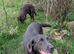 Lovely Adult Labrador