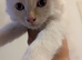 4 kittens ready to for their forever home in 1 week