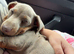 Kc registered miniature dashound