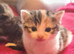 4 incredibly stunning kittens