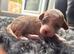 Bichon x Maltese Babies