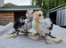 Barbu D'uccle Chicks (Sexed)