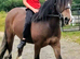 3yr 13.2 heavy set cob