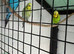 Exhibition budgies
