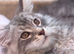 Amazing Maine Coon Kitten's from the Grand Champion Line