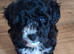 READY NOW BEAUTIFULL MAILTOPOO PUPS