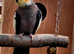 Cockatiel pairs