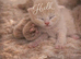 Pedigree British Shorthairs 1 cream boy left!